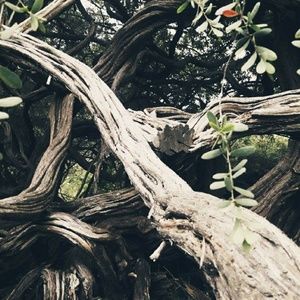 Meet your Posher, Afi